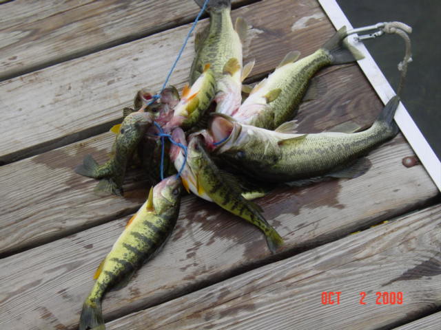 Todays Catch